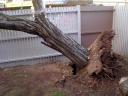 Tree uprooted